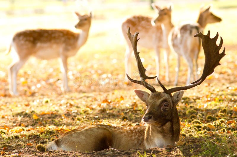 Male fallow with some hinds