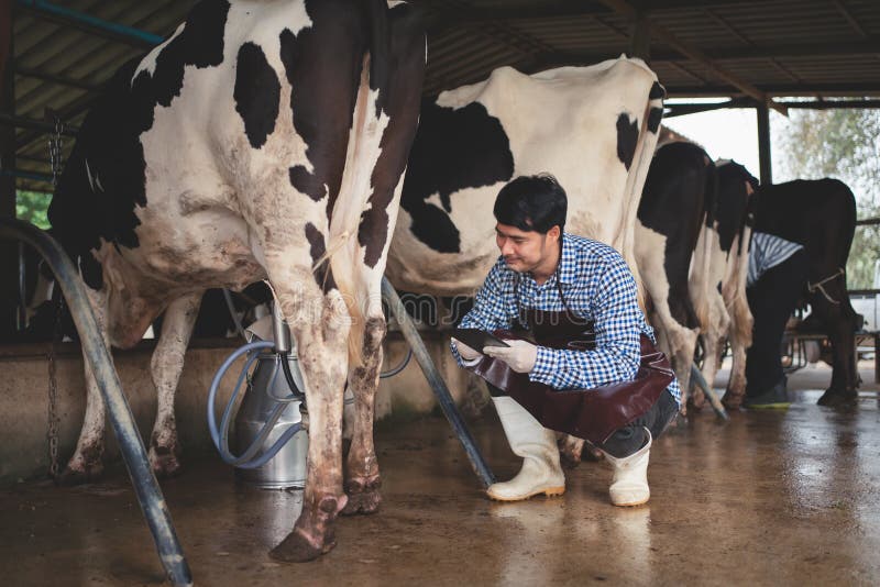 Male Farmer Checking on His Livestock and Quality of Milk in the Dairy ...