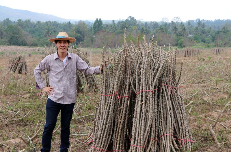 Male farmer standing with akimbo and one hand catch the limb of tapioca plant that cut the stack together in the farm royalty free stock photography Male farmer standing with akimbo and one hand catch the limb of tapioca plant that cut the stack together in the farm royalty free stock photography