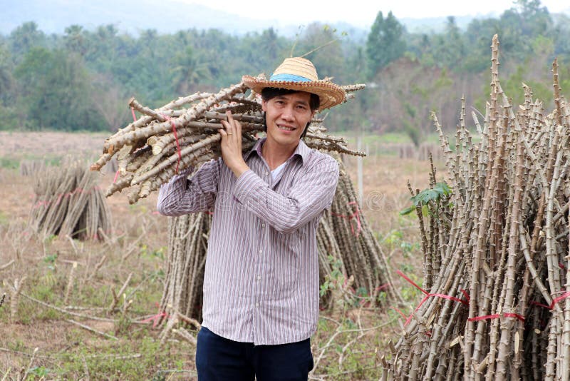 Male farmer standing and shoulder tapioca limb that cut the stack together in the farm stock photography Male farmer standing and shoulder tapioca limb that cut the stack together in the farm stock photography