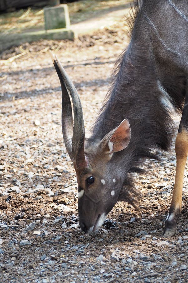 Male fea`s barking deer royalty free stock images Male fea`s barking deer royalty free stock images