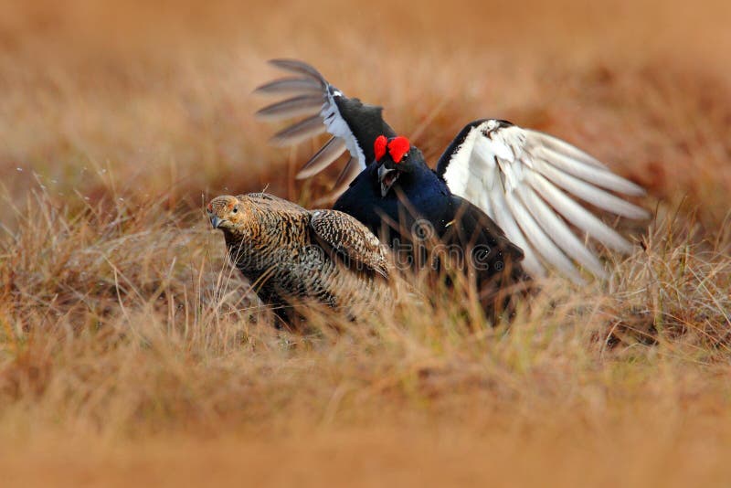 Male and female of Black grouse mating on the meadow. Lekking nice bird Grouse, Tetrao tetrix, in marshland, Sweden. Spring matin
