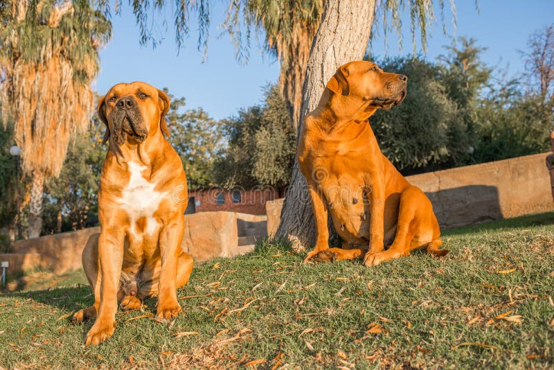 Male and female Boerboel dogs sitting under trees on banks of Orange River. Male and female Boerboel dogs sitting under trees on banks of Orange River.