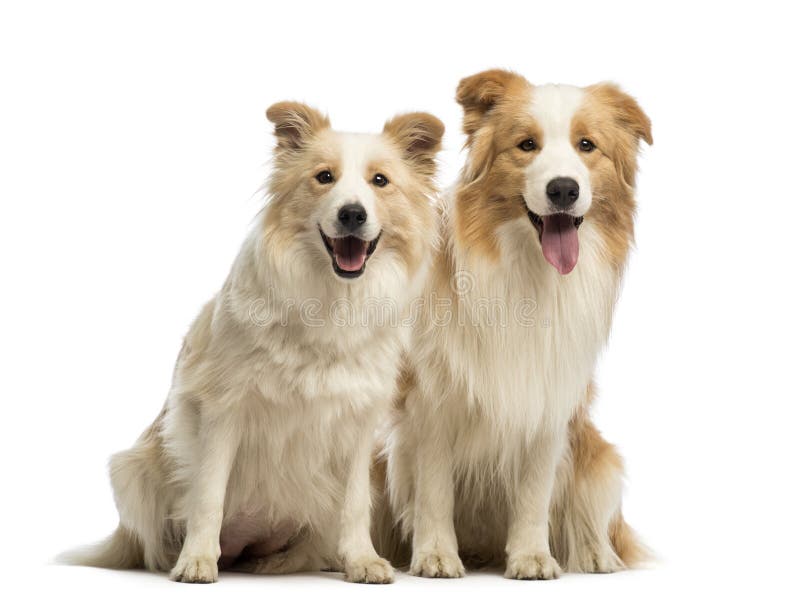Male and female Border Collie, 1.5 years old and 2.5 years old, sitting, panting and looking at the camera stock images Male and female Border Collie, 1.5 years old and 2.5 years old, sitting, panting and looking at the camera stock images