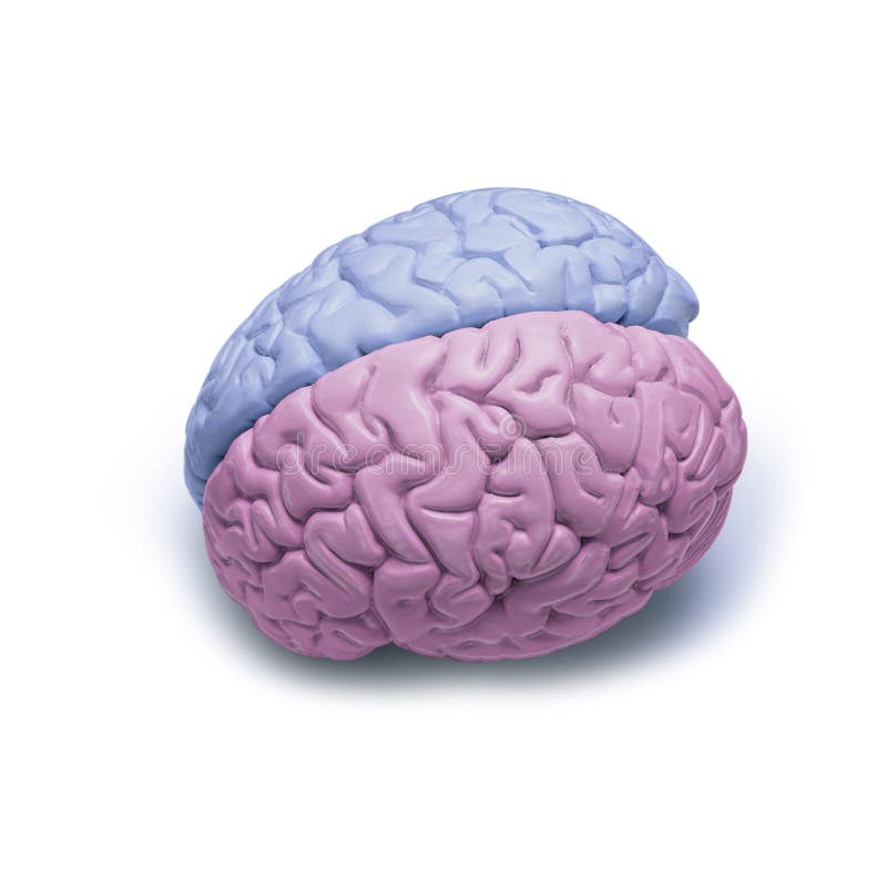 A human brain that is half blue and half pink isolated on a white background. A human brain that is half blue and half pink isolated on a white background