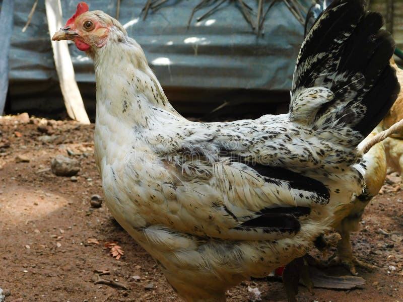 Male and Female Chickens or Hens in a Farm Stock Image Image of