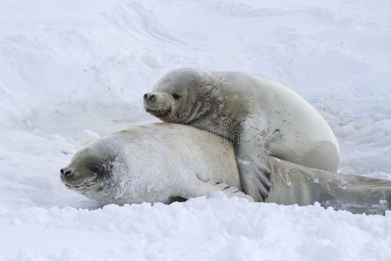 Male and female crabeater seals during the breeding period 1