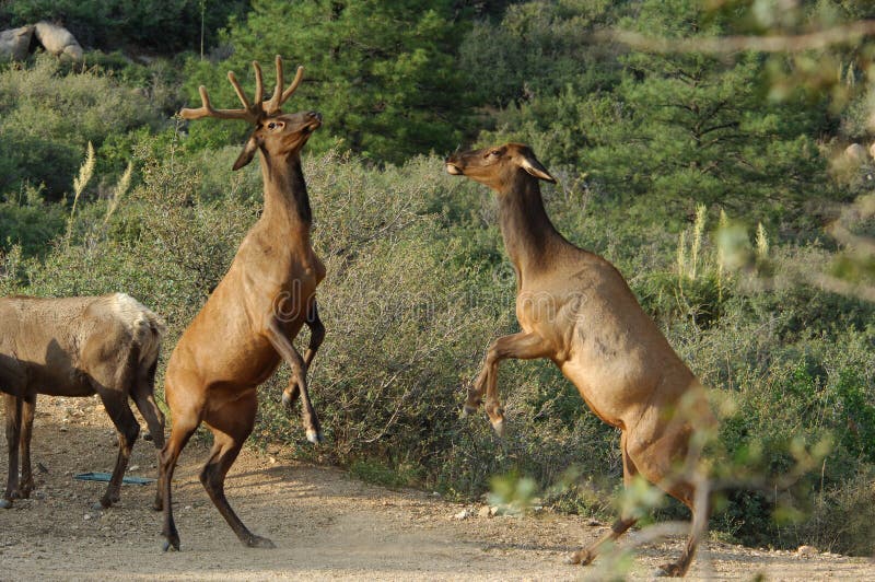 Male and Female Elk