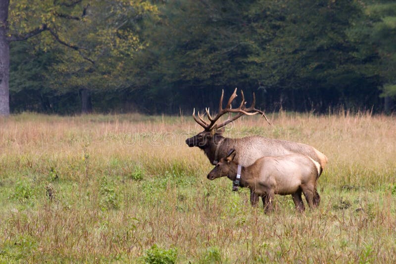 Male and Female Elk stock image. Image of brown, mammal 3408577