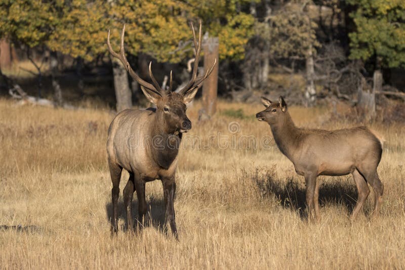 Male and Female elk