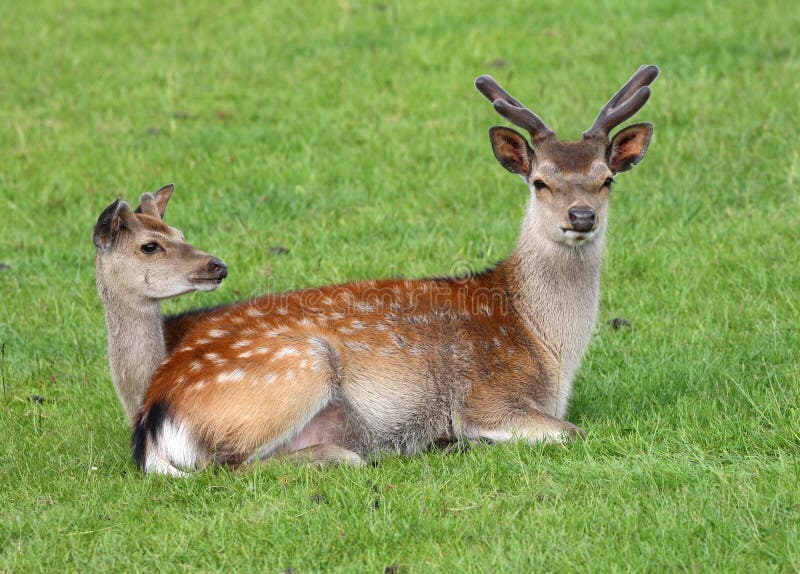 Male and Female Fallow Deer Stock Photo Image of eyes, young 32554662