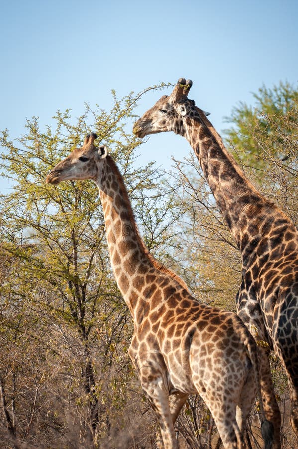 Male and Female Giraffe Eating Stock Image - Image of giraf, head: 56973863
