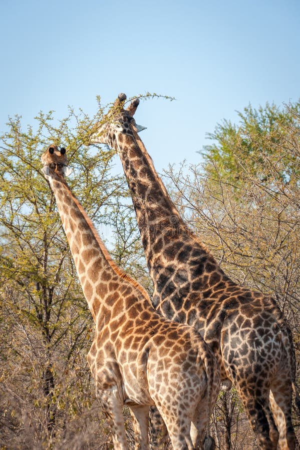 Male and Female Giraffe Eating Stock Photo - Image of portrait, feeding