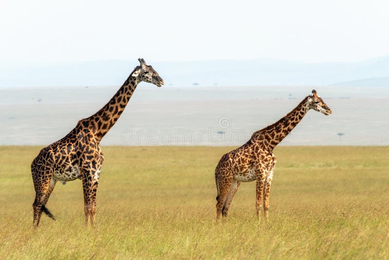Male and Female Giraffe stock image. Image of zimbabwe - 12550713