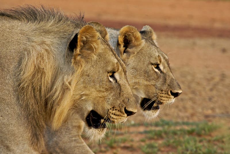 Male and female lion royalty free stock image