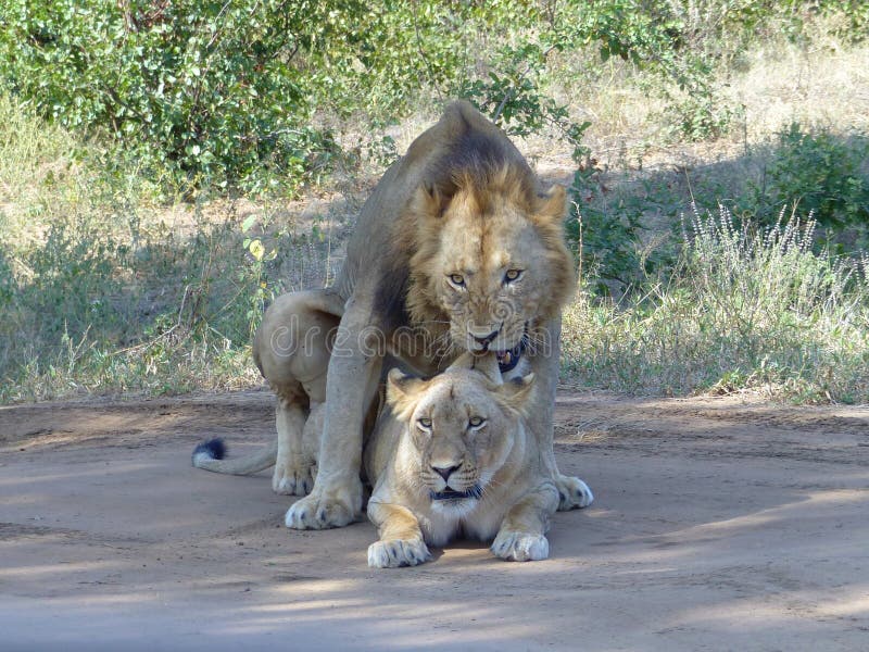 Mating lions couple while lion bites ear of lioness stock photos Mating lions couple while lion bites ear of lioness stock photos
