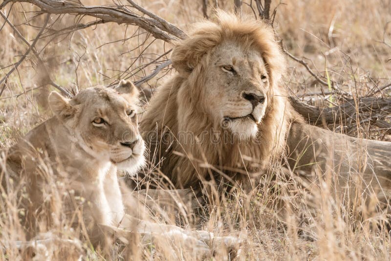 Male and female Lion & x28;Panthera leo& x29; resting together, taken in South Africa royalty free stock photography Male and female Lion & x28;Panthera leo& x29; resting together, taken in South Africa royalty free stock photography