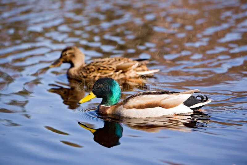 Male and Female Mallard Duck