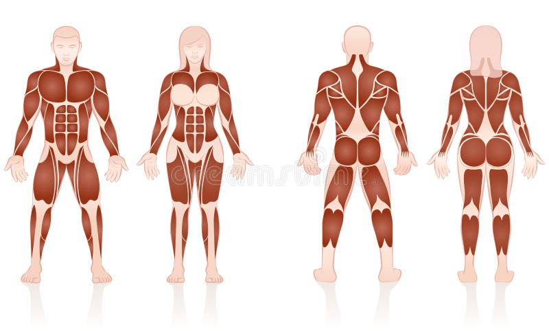 Male Female Muscles Anatomic Comparison royalty free illustration Male Female Muscles Anatomic Comparison royalty free illustration