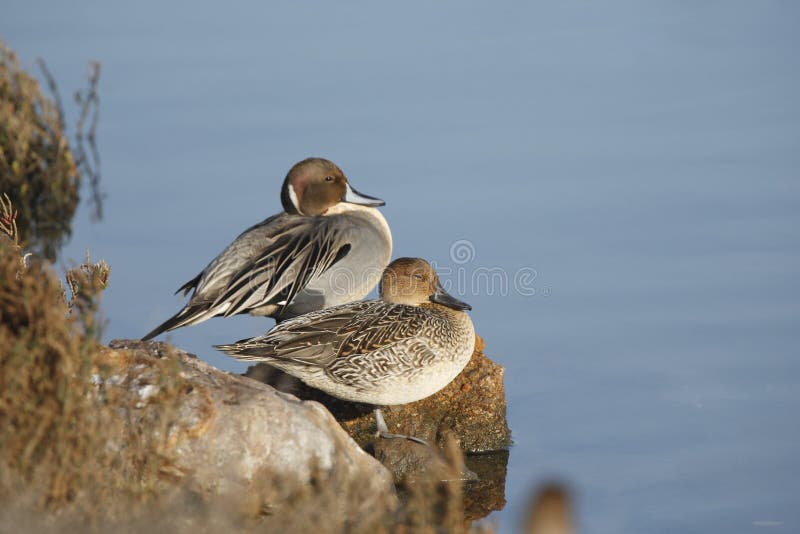 Male and Female Northern Pintails stock images Male and Female Northern Pintails stock images