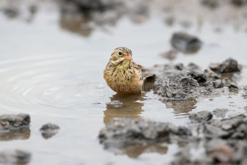Male and female an ortolan bunting swimming royalty free stock photography Male and female an ortolan bunting swimming royalty free stock photography
