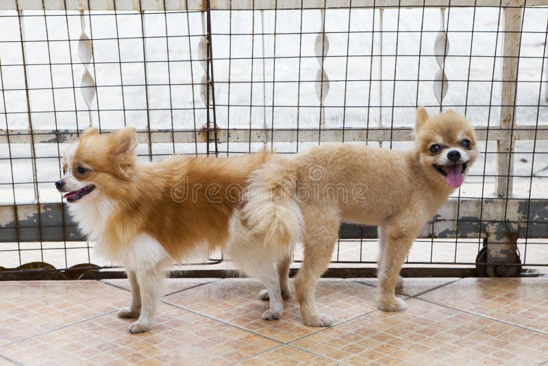 Male and Female Pomeranian Dog Mating Stock Image - Image of funny, animals: 42937915 Male and Female Pomeranian Dog Mating Stock Image - Image of funny, animals: 42937915