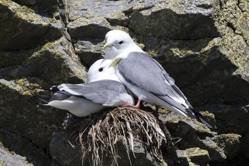 Male and female red-legged kittiwakei who sit on a nest in a col royalty free stock photography Male and female red-legged kittiwakei who sit on a nest in a col royalty free stock photography