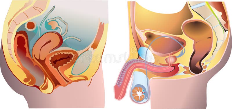 Masculino a una mujer reproducción sistema, ilustraciones.