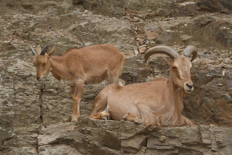 Male And Female Wild West Caucasian Tur Close Up On A Background