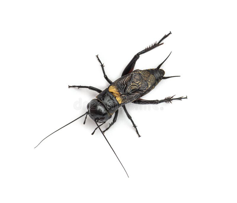 Field Cricket stock photo. Image of background, white 17642946