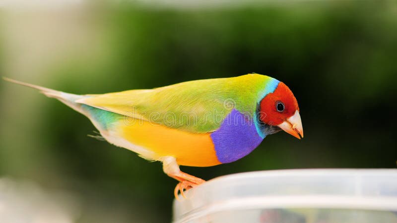 Male finchfågel för Lady Gouldian arkivfoto Male finchfågel för Lady Gouldian arkivfoto