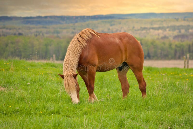 flaxen chestnut pony