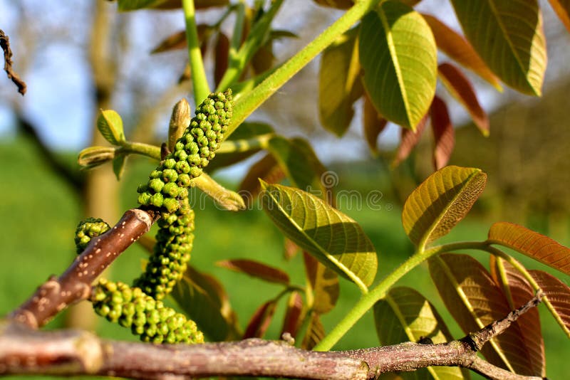 Male flower walnut stock photo Male flower walnut stock photo