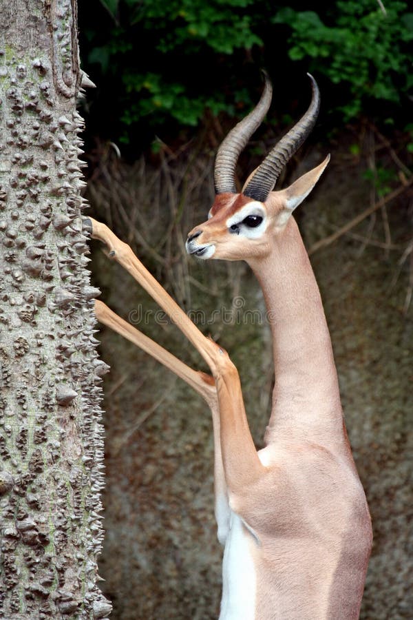 Male Gerenuk