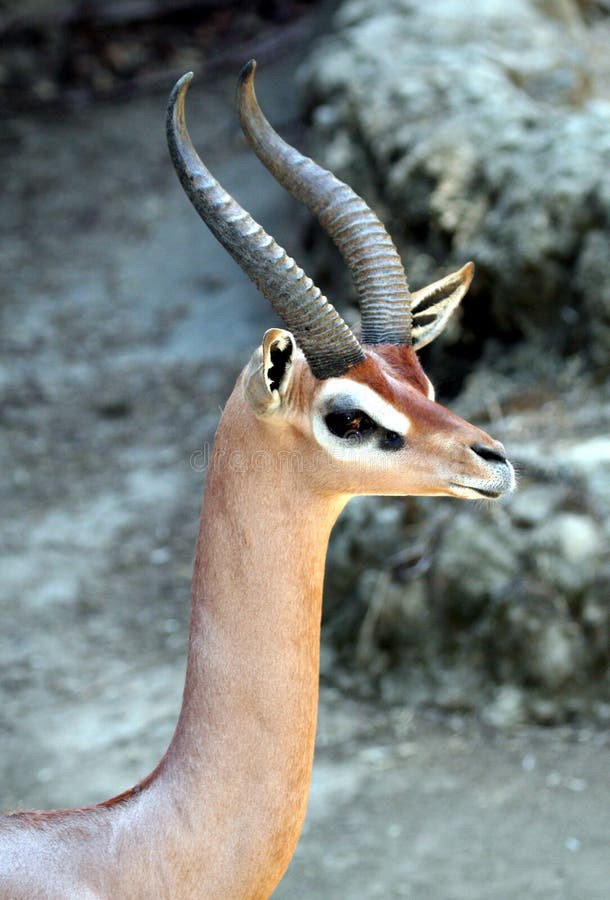 Male Gerenuk