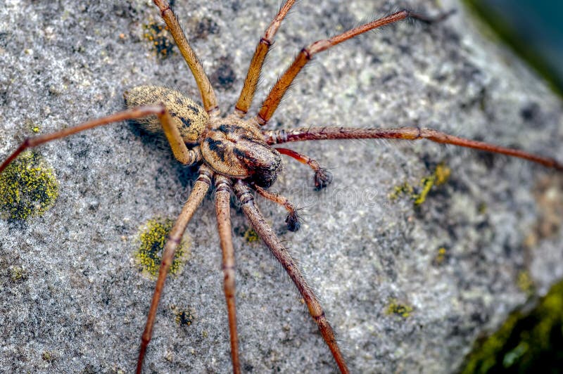 Male, Giant House Spider, Eratigena atrica. Formerly Tegenaria gigantea_2