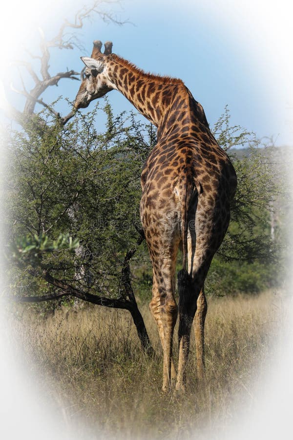 Tall Male Giraffe stock image. Image of wild, tropical - 24408231