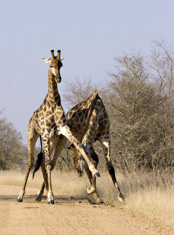468 Fighting Giraffes Stock Photos - Free & Royalty-Free Stock Photos
