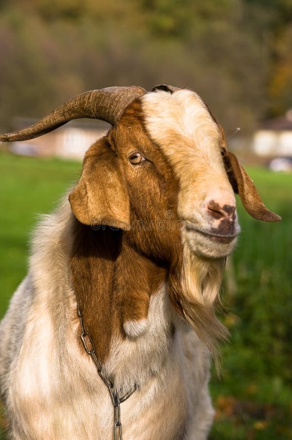 Goat Photos, Download The BEST Free Goat Stock Photos & HD Images