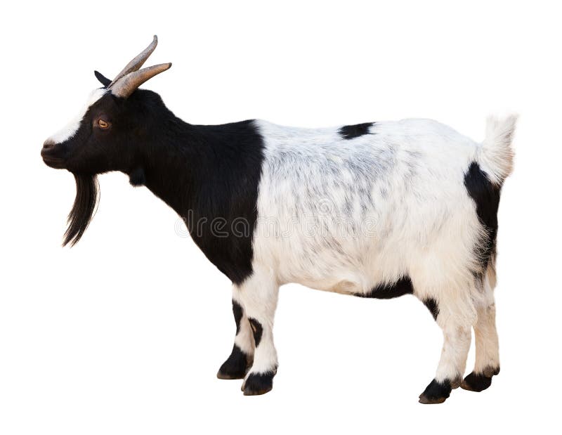 Male goat. Isolated over white