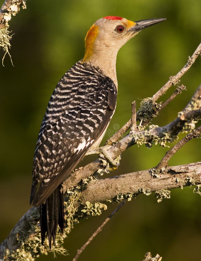 Male golden-fronted woodpecker