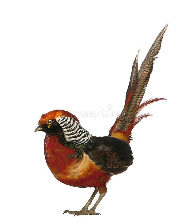 Male Golden Pheasant or 'Chinese Pheasant' stock images