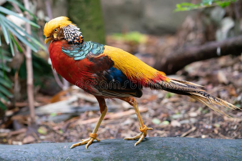 Male golden pheasant or Chinese pheasant Chrysolophus pictus bird