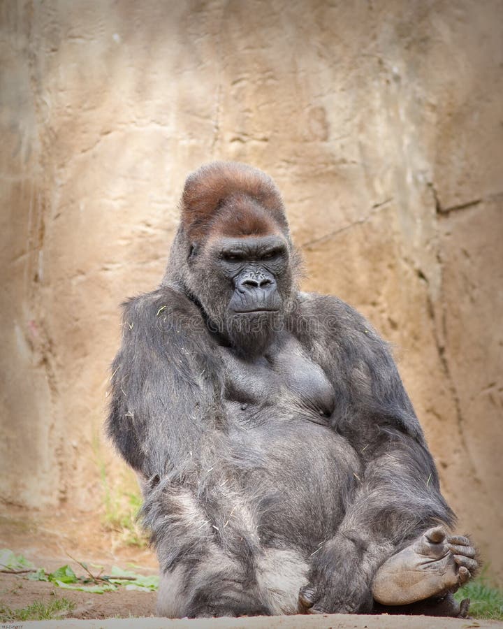 Male Gorilla stock image. Image of wildlife, wild, africa - 19226505