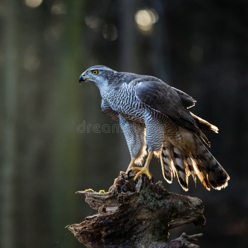 A male Goshawk Accipiter gentilis sitting on the stump in forest.