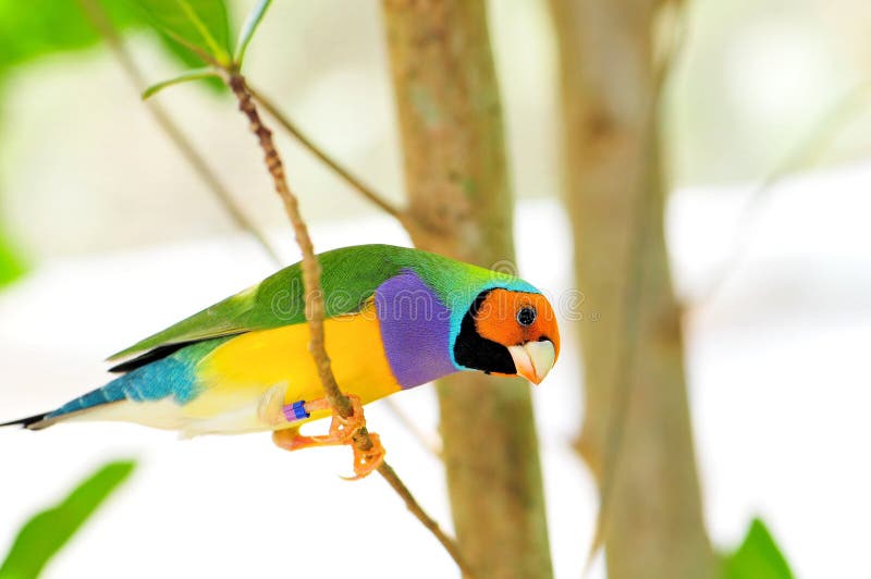 Male Gouldian Finch royalty free stock photo