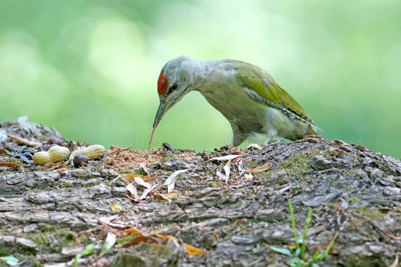 The male of a gray headed woodpecker during the moult stock image The male of a gray headed woodpecker during the moult stock image