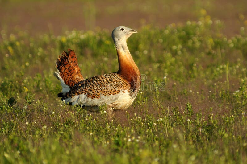 Male Great Bustard in the countryside