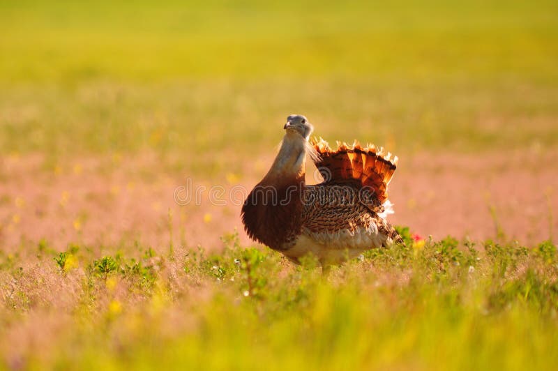 Male Great Bustard in the field at sunrise