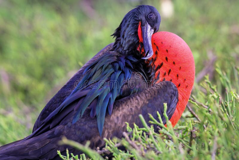 Male Great Frigatebird (Fregata minor) grooming stock photos Male Great Frigatebird (Fregata minor) grooming stock photos